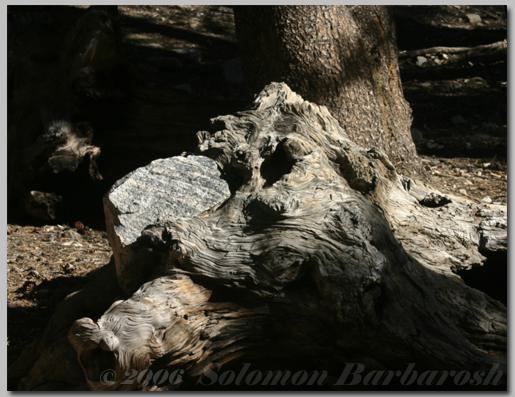 Animal Kingdom 1
