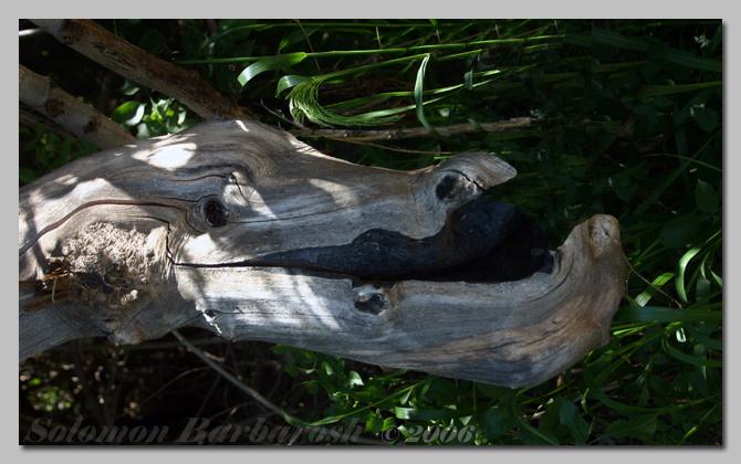Animal Kingdom 8