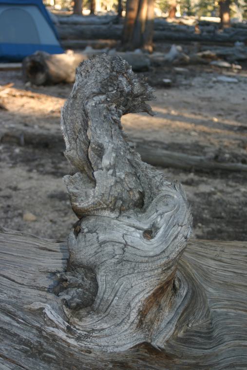 Animal Kingdom 22
