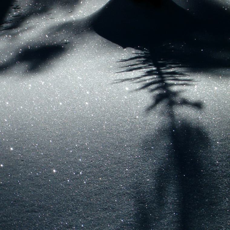 In the Forest 11
